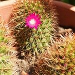 Mammillaria backebergiana Virág