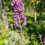 Aconitum septentrionale Blüte