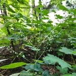 Circaea canadensis Fruitua