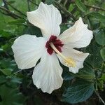 Hibiscus genevii Blodyn
