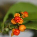 Celastrus paniculatus Fruit