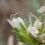 Echium brevirame Cvijet