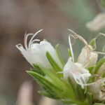 Echium brevirame Flower