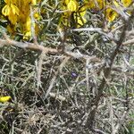 Genista scorpius Leaf
