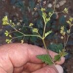 Boerhavia erecta പുഷ്പം