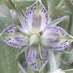 Frasera speciosa Λουλούδι