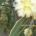 Acacia salicina Květ
