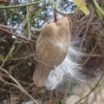 Araujia sericifera Gyümölcs