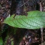 Coccoloba mollis 叶