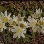 Lewisia brachycalyx Kvet