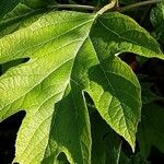 Hydrangea quercifolia Foglia