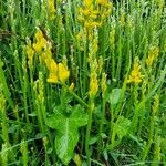 Genista sagittalis Blüte