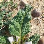 Mandragora officinarum ᱥᱟᱠᱟᱢ