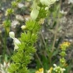 Stachys recta Fruto