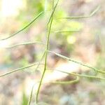 Sisymbrium erysimoides Fruit