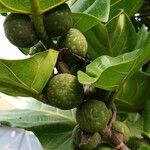 Ficus abutilifolia Fruit