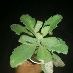 Kalanchoe millotiiLeaf