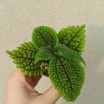 Pilea mollis Leaf