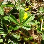 Potentilla tabernaemontani Frunză