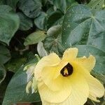 Hibiscus tiliaceus Flower