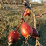 Rosa dumalisFruit