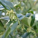 Sarcococca hookeriana Flower