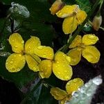 Epimedium alpinum Floro
