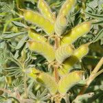 Lupinus digitatus Fruit