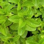 Mentha x piperita Fuelha