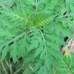 Ambrosia artemisiifolia Blatt