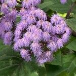 Ageratum houstonianumBloem