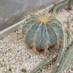 Ferocactus glaucescens Celota