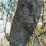 Inga affinis Bark