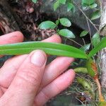 Bulbophyllum coccinatum Frunză