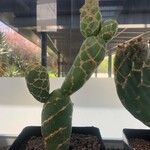 Opuntia dillenii Leht