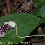 Arisarum proboscideum Blomst