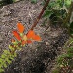 Erythrina humeana Blüte