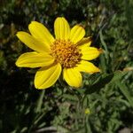 Helianthella californica Flower