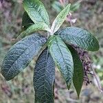 Buddleja davidii Hoja