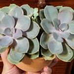 Echeveria gibbifloraLiść