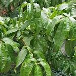 Prunus persica Hoja