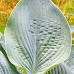 Hosta kikutii