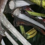 Cecropia insignis Fruto