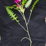 Pedicularis megalantha Habit