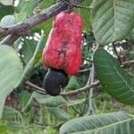 Anacardium occidentale Vrucht