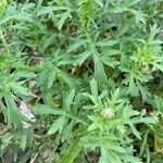 Leucanthemum monspeliense Blad