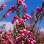 Erica australis Çiçek