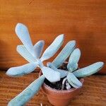 Cotyledon orbiculata عادت داشتن