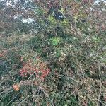 Crataegus laciniata Ffrwyth