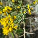 Genista scorpius Blad